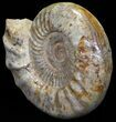 Wide Jurassic Ammonite Fossil - Madagascar #59603-3